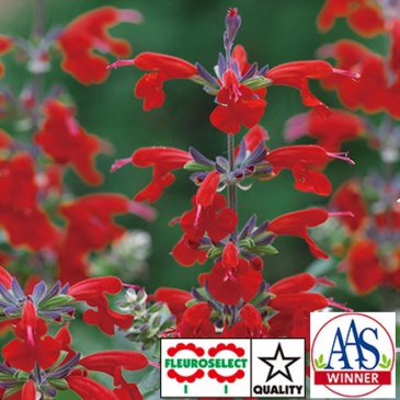 Шалфей ярко-красный (Salvia coccinea)