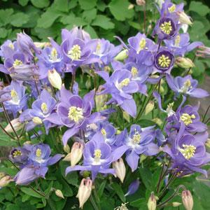 Аквилегия обыкновенная (Aquilegia vulgaris)