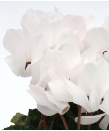 Цикламен персидский (Cyclamen persicum)