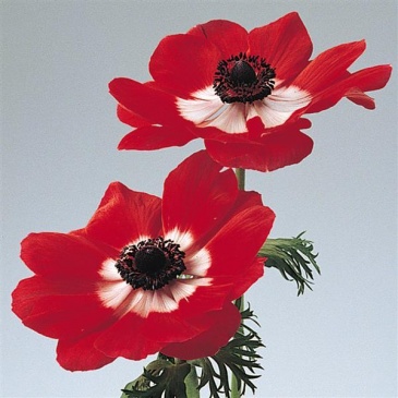 Анемона (Ветреница) корончатая (Anemone coronaria)