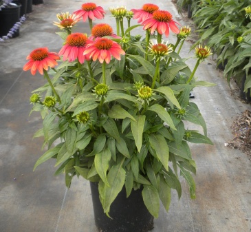 Эхинацея пурпурная (Echinacea purpurea)