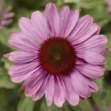 Эхинацея пурпурная (Echinacea purpurea)