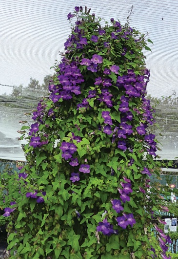 Азарина ползучая (Asarina scandens)