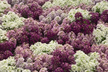 Алиссум морской компактный (Lobularia maritima)