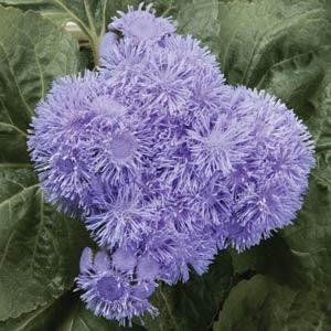 Агератум мексиканский (Ageratum houstonianum)