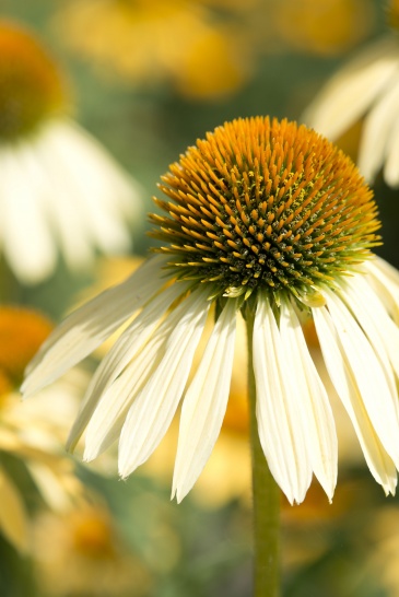 Эхинацея пурпурная (Echinacea purpurea)