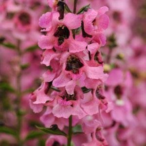 Ангелония узколистная (Angelonia angustifolia)