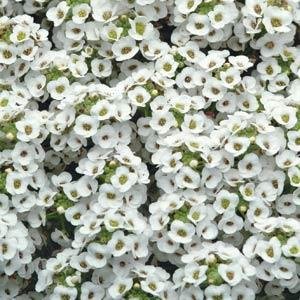 Алиссум морской (Lobularia maritima)