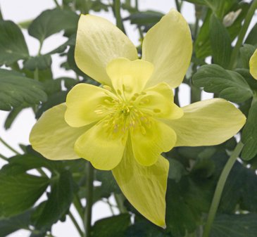 Аквилегия гибридная (Aquilegia hybrida)