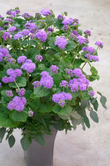 Агератум мексиканский (Ageratum houstonianum)