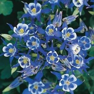 Аквилегия обыкновенная (Aquilegia vulgaris)