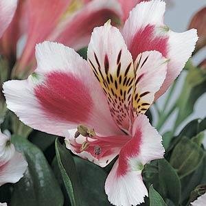 Альстромерия гибридная (Alstroemeria hybrida)