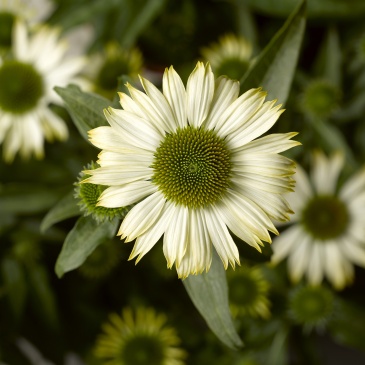 Эхинацея пурпурная (Echinacea purpurea)