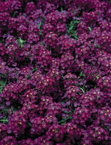 Алиссум морской компактный (Lobularia maritima)