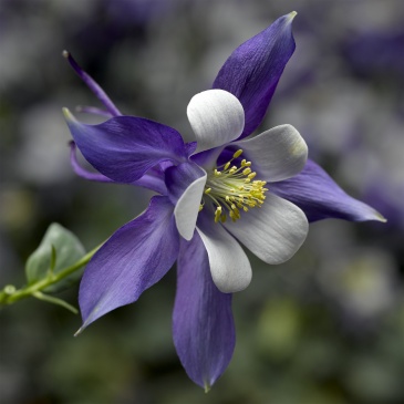 Аквилегия голубая (Aquilegia caerulea)