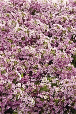 Алиссум морской компактный (Lobularia maritima)