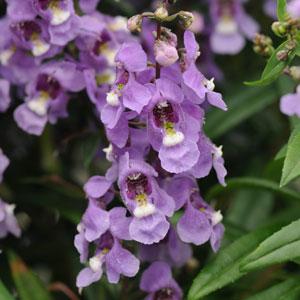 Ангелония узколистная (Angelonia angustifolia)