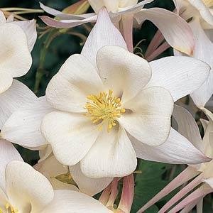 Аквилегия гибридная (Aquilegia hybrida)