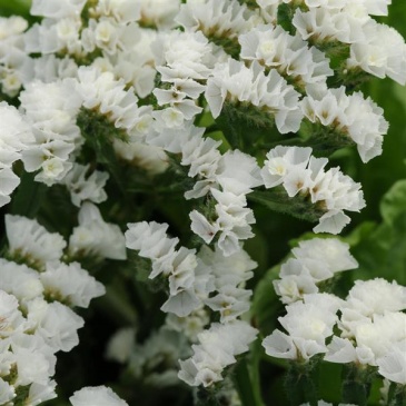 Статица (Лимониум) выемчатая (Limonium sinuatum)