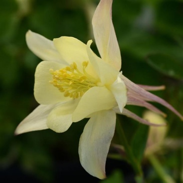 Аквилегия гибридная (Aquilegia hybrida)