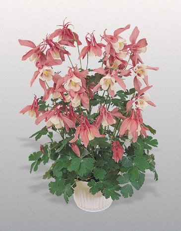 Аквилегия гибридная (Aquilegia hybrida)