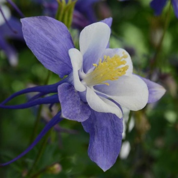 Аквилегия гибридная (Aquilegia hybrida)