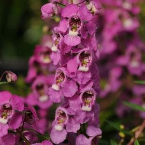 Ангелония узколистная (Angelonia angustifolia)