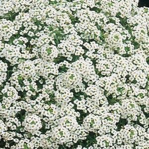 Алиссум морской (Lobularia maritima)
