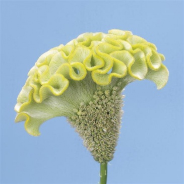 Целозия гребенчатая (Celosia cristata)