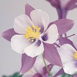 Аквилегия гибридная (Aquilegia hybrida)