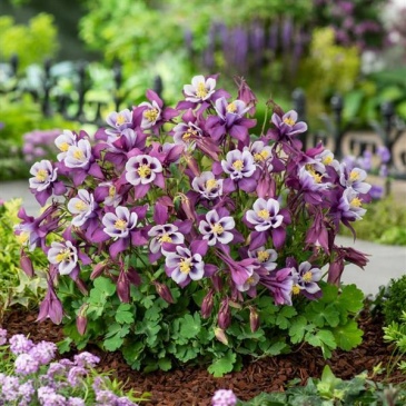 Аквилегия гибридная (Aquilegia hybrida)