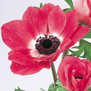 Анемона (Ветреница) корончатая (Anemone coronaria)