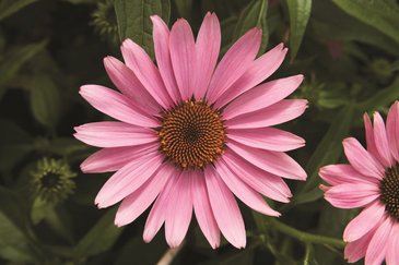 Эхинацея пурпурная (Echinacea purpurea)