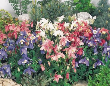 Аквилегия гибридная (Aquilegia hybrida)