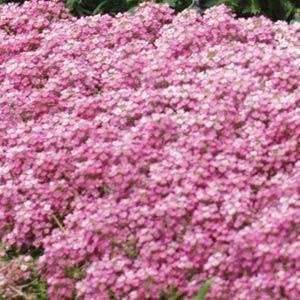 Алиссум морской компактный (Lobularia maritima)