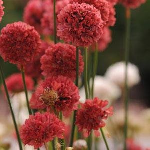 Армерия ложноармерия (Armeria pseudarmeria)