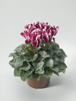 Цикламен персидский (Cyclamen persicum)