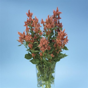 Целозия колосистая (перистая) (Celosia spicata)