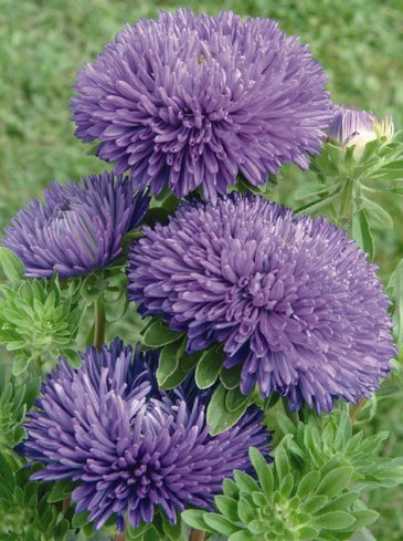 Астра китайская (Callistephus chinensis)