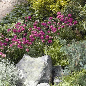 Армерия морская (Armeria maritima)