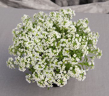 Алиссум морской (Lobularia maritima)