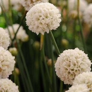 Армерия ложноармерия (Armeria pseudarmeria)