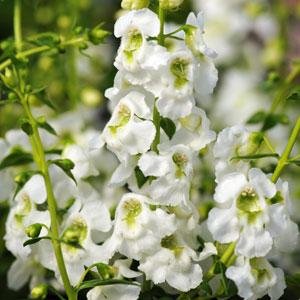 Ангелония узколистная (Angelonia angustifolia)