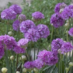 Армерия ложноармерия (Armeria pseudarmeria)