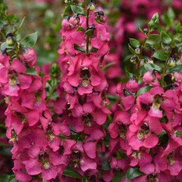 Ангелония узколистная (Angelonia angustifolia)