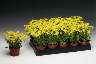 Алиссум скальный (Alyssum (aurinia) saxatile)