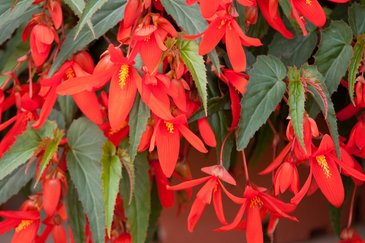 Бегония боливийская ампельная (Begonia boliviensis x hybrida)