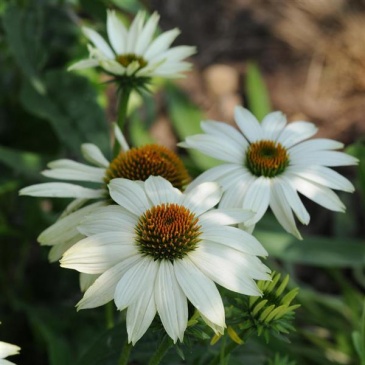 Эхинацея пурупурная (Echinacea purpurea)