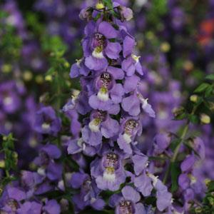 Ангелония узколистная (Angelonia angustifolia)