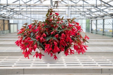 Бегония боливийская ампельная (Begonia boliviensis x hybrida) Бегония боливийская ампельная (Begonia boliviensis x hybrida)